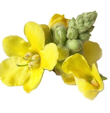 Kungsljus Blekinges landskapsblomma