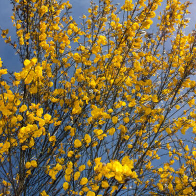 Ginst Hallands landskapsblomma