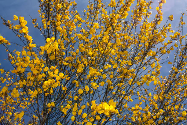 Ginst Hallands landskapsblomma