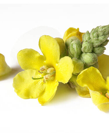 Kungsljus Blekinges landskapsblomma