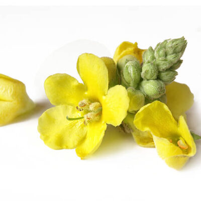 Kungsljus Blekinges landskapsblomma