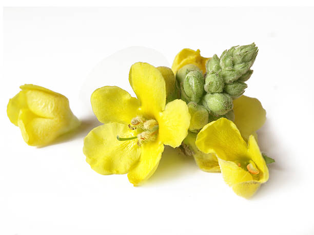 Kungsljus Blekinges landskapsblomma