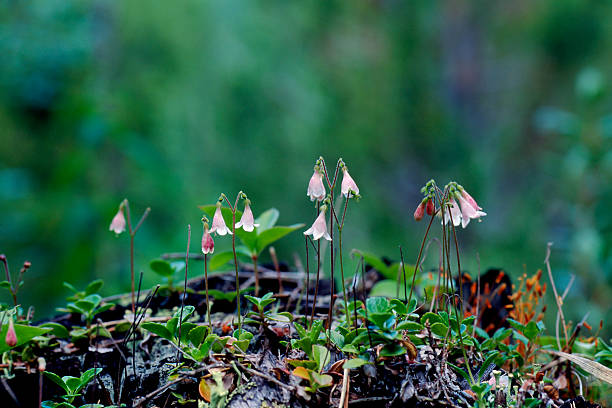 Linnea smålands landskapsblomma