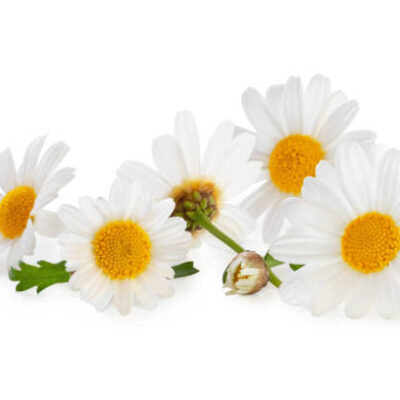 Prästkrage Skånes landskapsblomma