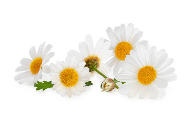 Prästkrage Skånes landskapsblomma