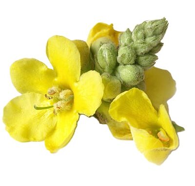 Kungsljus Blekinges landskapsblomma